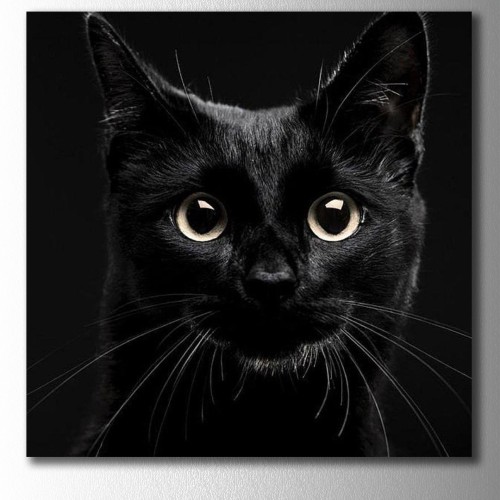 Siyah Kedi Kare Kanvas Tablo