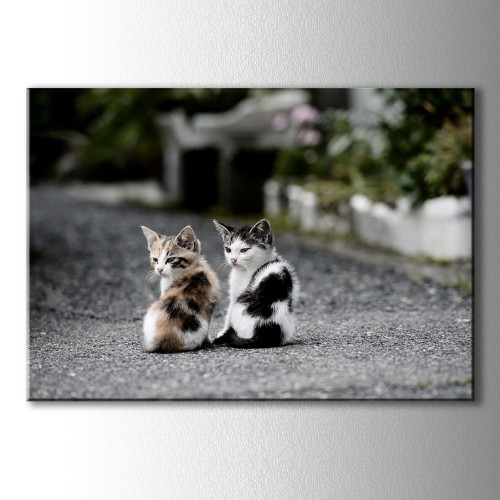 İki Yavru Kedi Kanvas Tablo